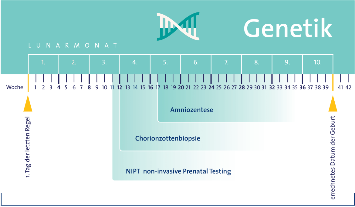 Diagramm auf welchem zu sehen ist, in welchem Schwangerschaftsmonat, welche genetischen Untersuchungen durchgeführt werden dürfen.